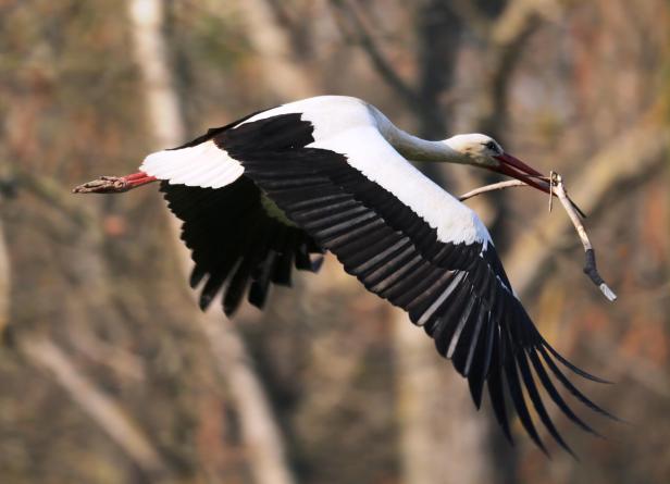 Storch 