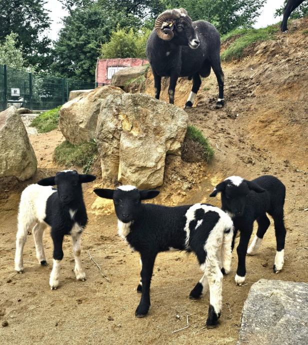 Waldschaf-Drillinge im Zoo Linz – entzückender Nachwuchs für eine bedrohte Rasse