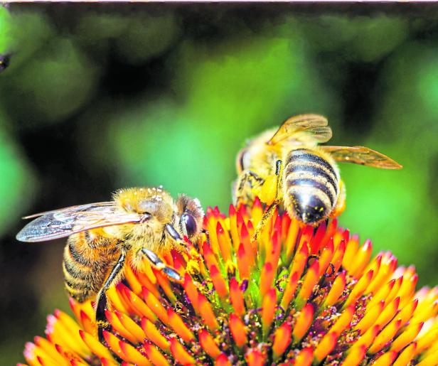 Honey Bee Collecting Honey From Flower