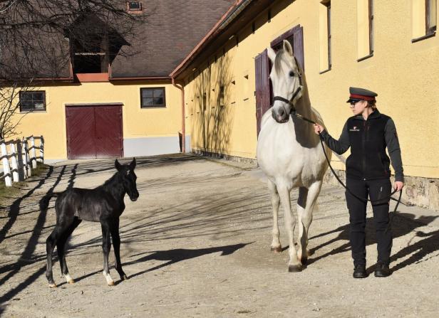 Eine Frau führt ein weißes Pferd, während ein schwarzes Fohlen daneben steht.
