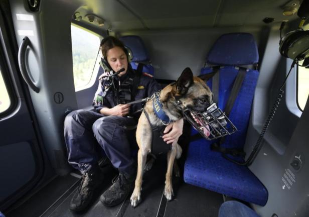 Suchhund