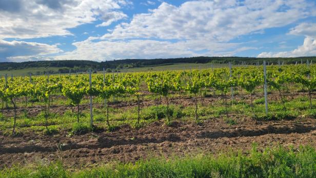 Grüne Weinreben auf einem Feld unter blauem Himmel.