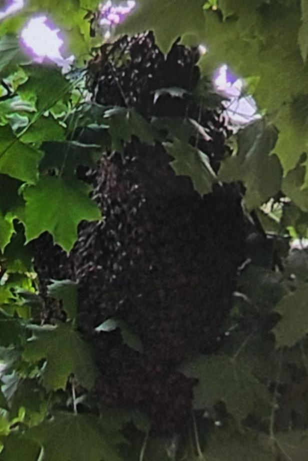 Bienenschwarm in Baum