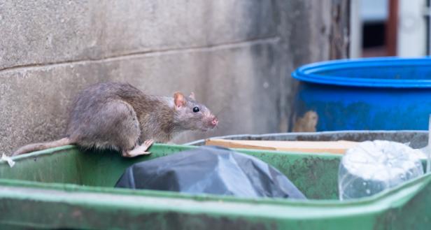 Eine Ratte sitzt auf einem grünen Mülleimer.