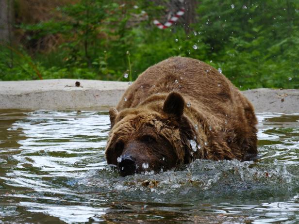 Felix im Teich Der Bär Felix steht in seinem Teich. Wassertropfen spritzen.