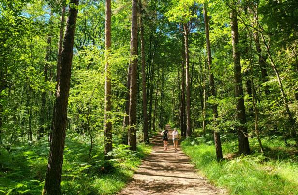 Auf dem Bild sind zwei Personen von hinten zu sehen, die auf einem Waldweg spazieren.