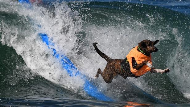 Wer stellt denn Hunde auf ein Surfbrett?