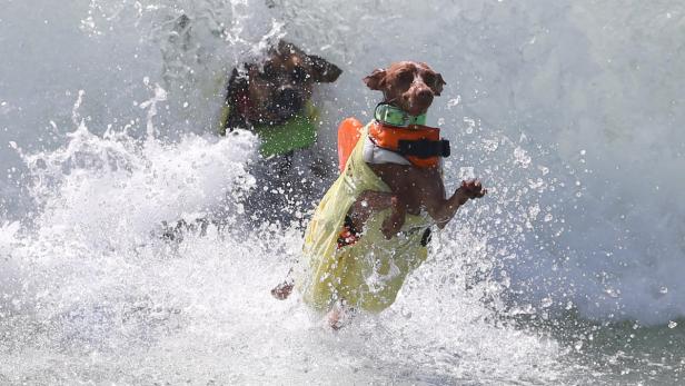 Wer stellt denn Hunde auf ein Surfbrett?
