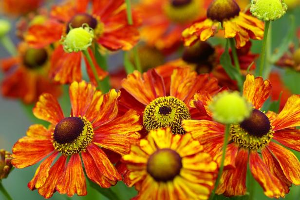 Nahaufnahme von rot-gelben Sonnenbraut-Blüten.