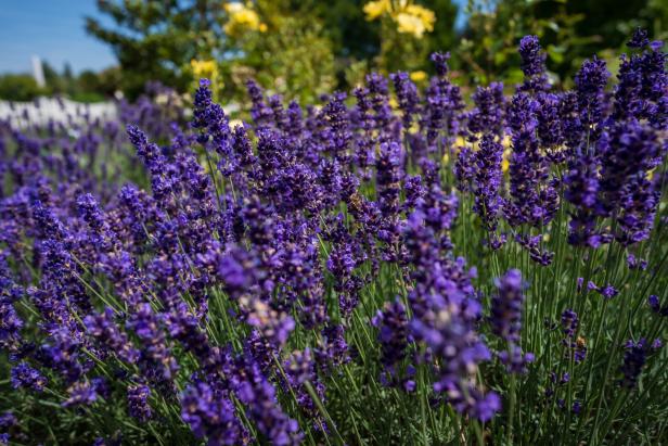 Lavendel blüht in den Blumengärten Hirschstetten.