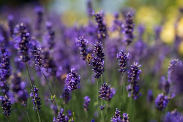Eine Biene sitzt auf einer Lavendelblüte in den Blumengärten Hirschstetten.