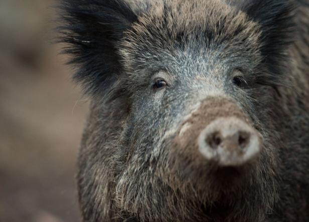 Nahaufnahme vom Kopf eines Wildschweins.