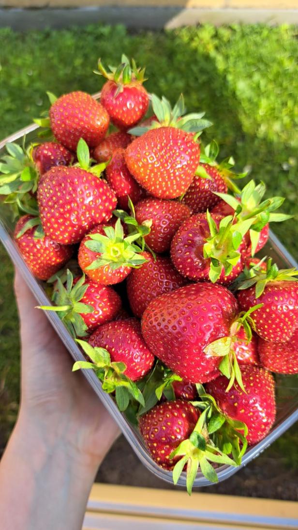 Erdbeeren vom Feld