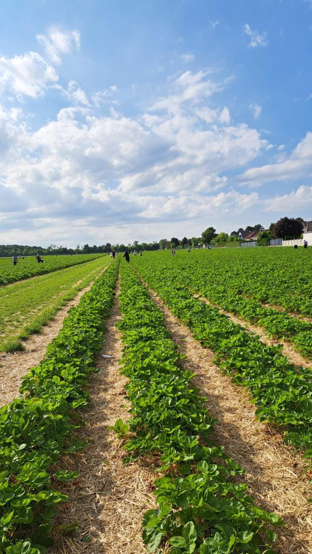 Erdbeerfeld in Ebergassing