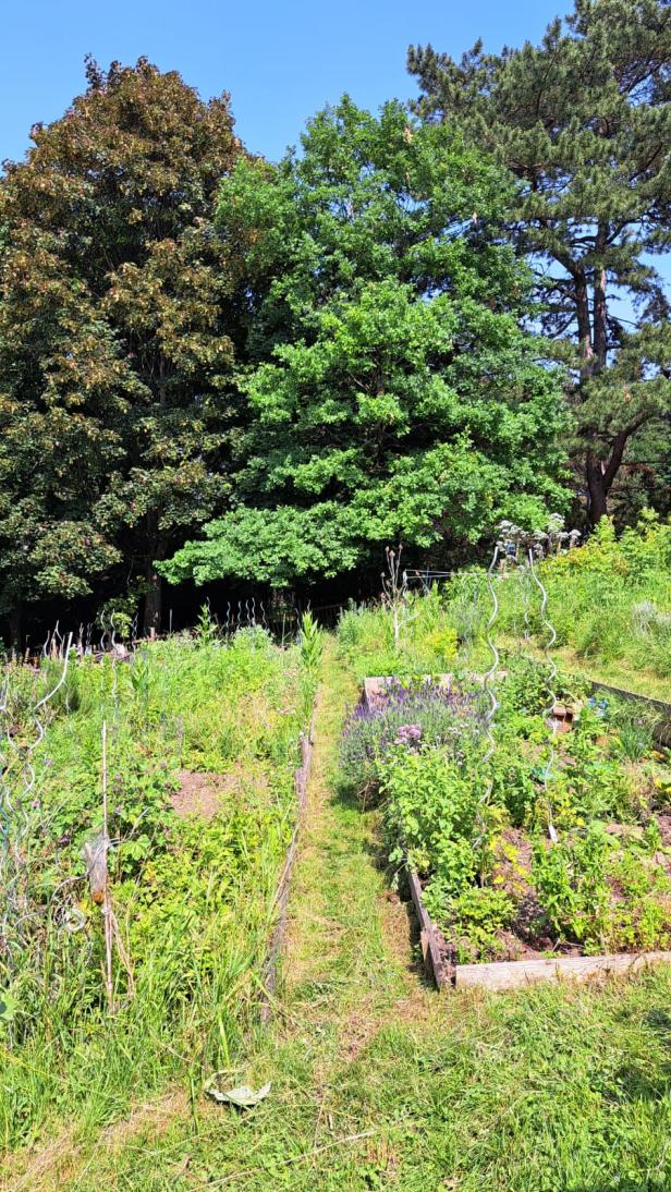 Beete im Gemeinschaftsgarten