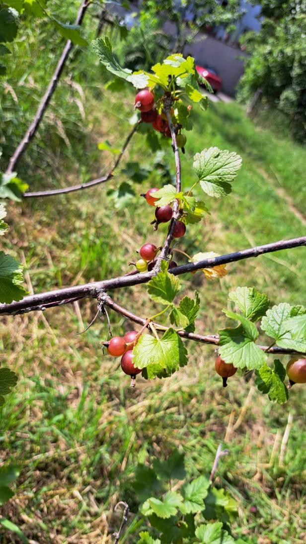 Obst im Naschgarten
