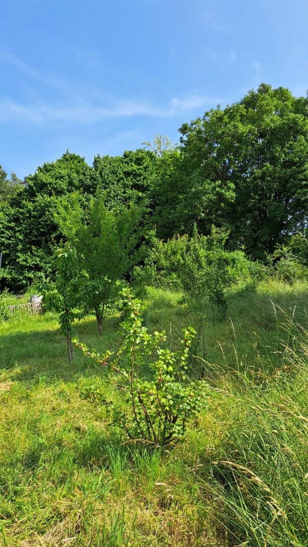 Obstbäume im Naschgarten