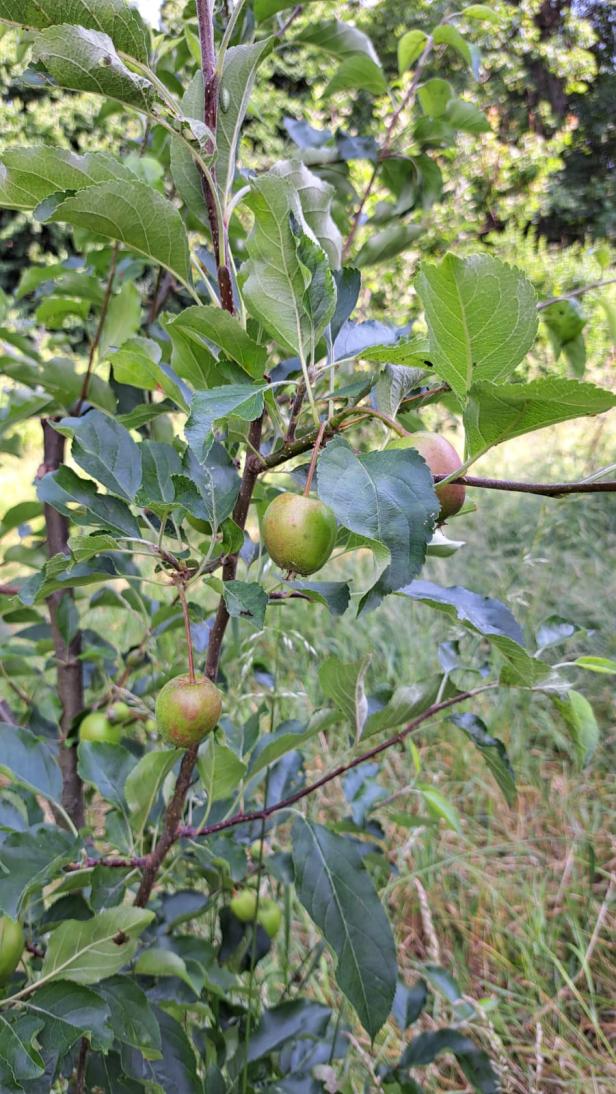 Obst im Naschgarten