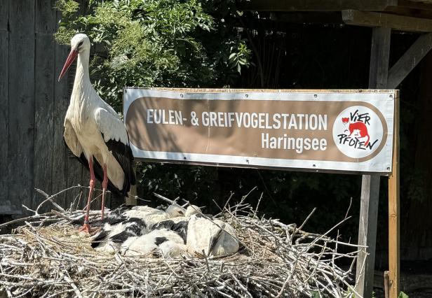 Eulen- und Greifvogelstation in Haringsee Eulen- und Greifvogelstation in Haringsee