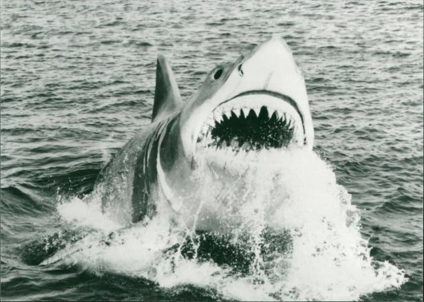 Der weiße Hai Die Abrechnung Der Weiße Hai in dem Horrorfilm Der weiße Hai Die Abrechnung (Originaltitel: Jaws: The Reve Der weiße Hai Die Abrechnung Der Weiße Hai in dem Horrorfilm Der weiße Hai Die Abrechnung (Originaltitel: Jaws: The Reve