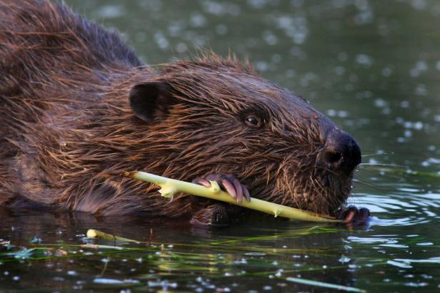 Ein Biber schwimmt im Wasser und nagt an einem hellen Stock.
