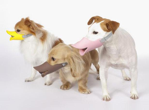 Drei Hunde tragen farbige Entenschnauzen als Maulkorb.