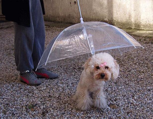 Ein Pudel sitzt unter einem transparenten Regenschirm mit einer rosa Schleife im Haar.