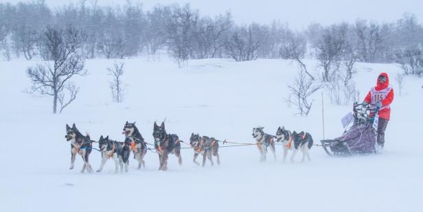 Petra auf ihrem Huskyschlitten bei einem Rennen