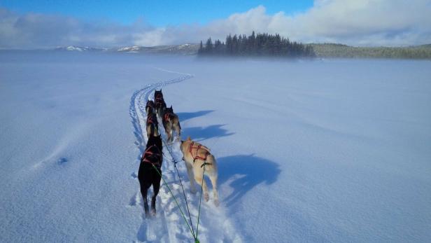 Huskyschlitten in Schneelandschaft