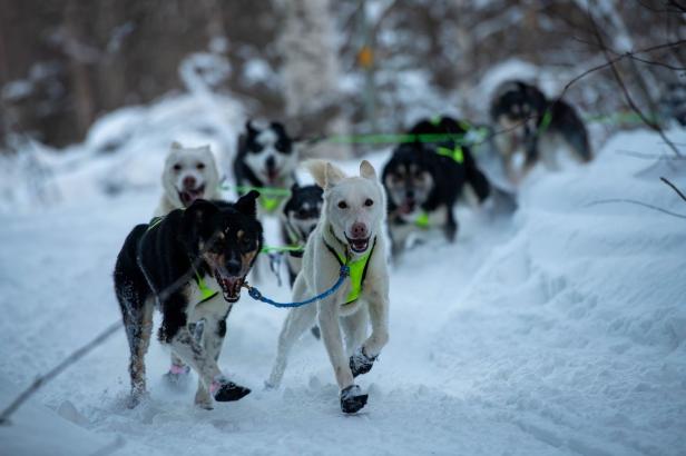 Huskyschlitten in Schneelandschaft