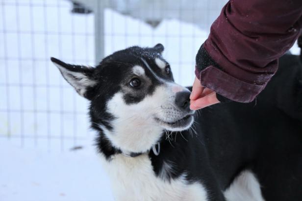 Husky und Petra
