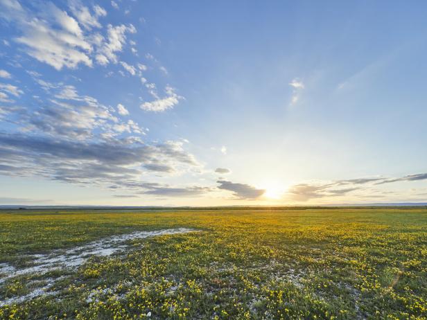 Ein Feld mit gelben Blumen unter einem blauen Himmel bei Sonnenuntergang.