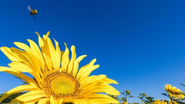 Sonnenblumen auf einem Feld Sonnenblumen auf einem Feld