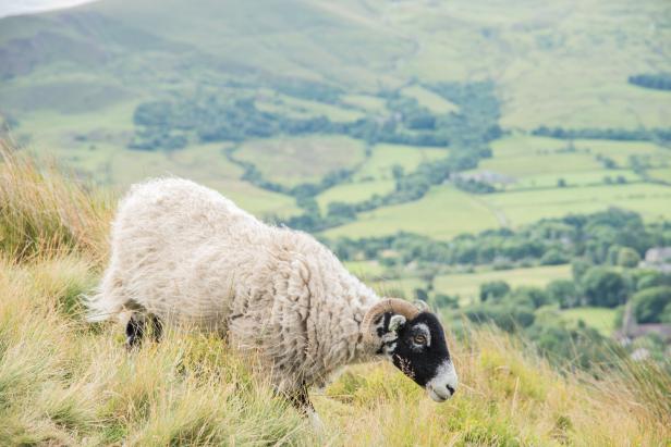 Ein Schaf grast im Peak District.