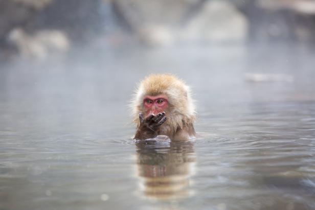 a wild animal love the freedom of the nature a wild animal love the freedom of the nature
