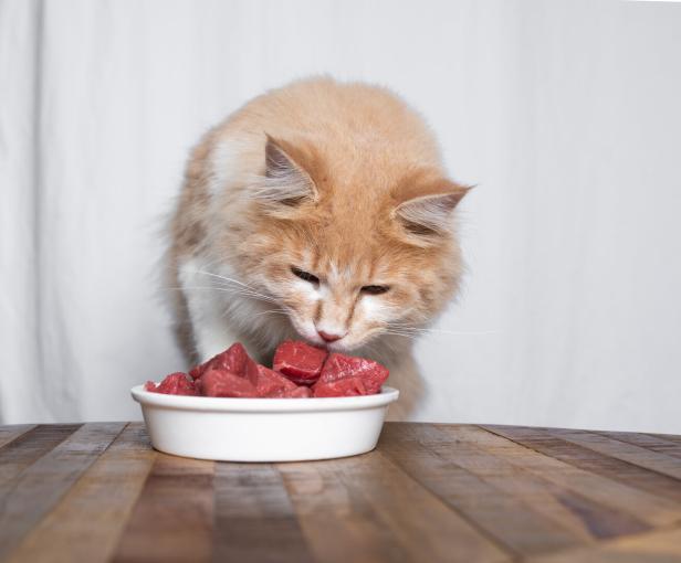 feeding cat feeding cat