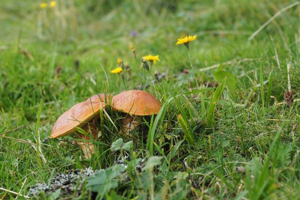Gold-Röhrlinge wachsen im Gras.