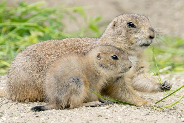 Der Präriehund-Nachwuchs zeigt sich in Schönbrunn