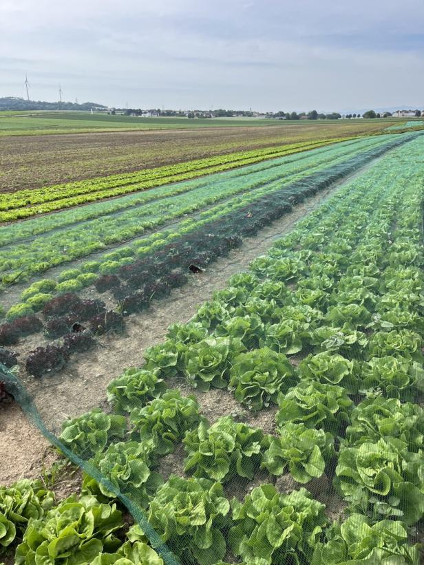 Salatfeld mit Hagelnetz