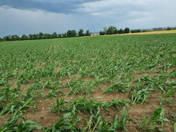 Durch Unwetter ruinierte Pflanzen auf Acker 