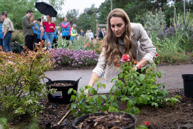 Prinzessin Kate beim Anpflanzen der nach ihr benannten Rosen Britain's Catherine, Princess of Wales visits Colchester Hospital
