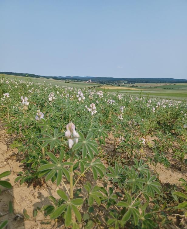 weiße Lupinen