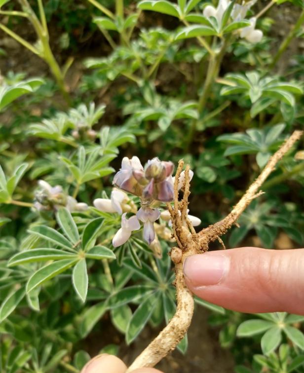 weiße Lupinen