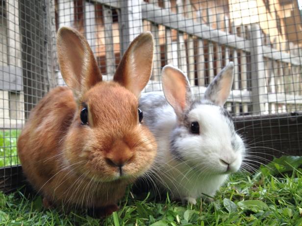Kaninchen dürfen nicht der prallen Sonne ausgesetzt sein. Two rabbits