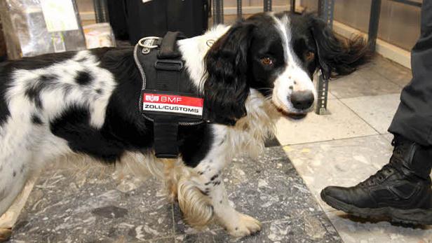 Österreichs erfolgreichster Geldschnüffler