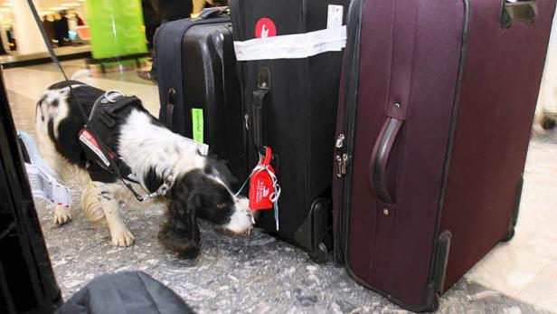 Österreichs erfolgreichster Geldschnüffler