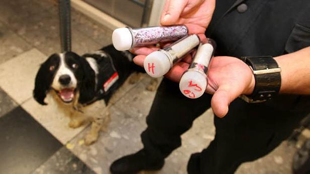 Österreichs erfolgreichster Geldschnüffler