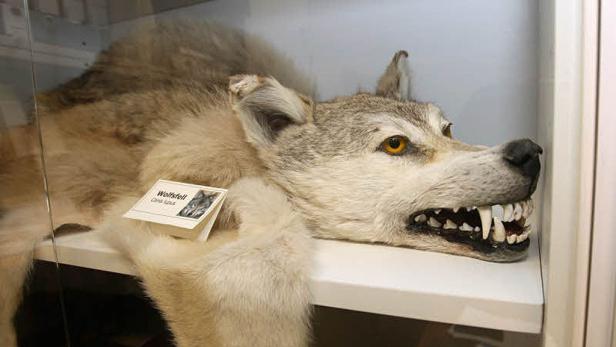 Österreichs erfolgreichster Geldschnüffler