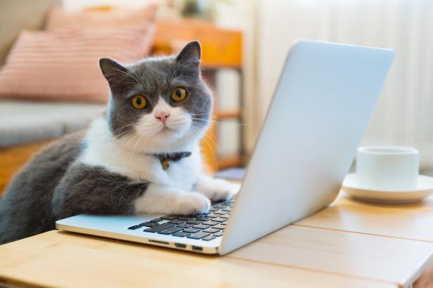 Symbolbild: Katze am Computer