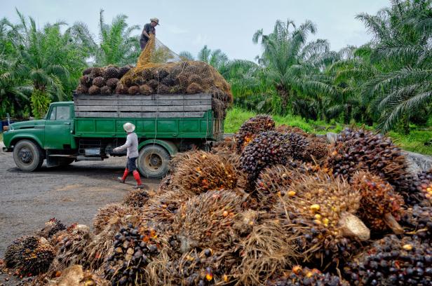 Oil palm plantation workers prepare to unload freshly harvested fruit. Oil palm plantation workers prepare to unload freshly harvested fruit.